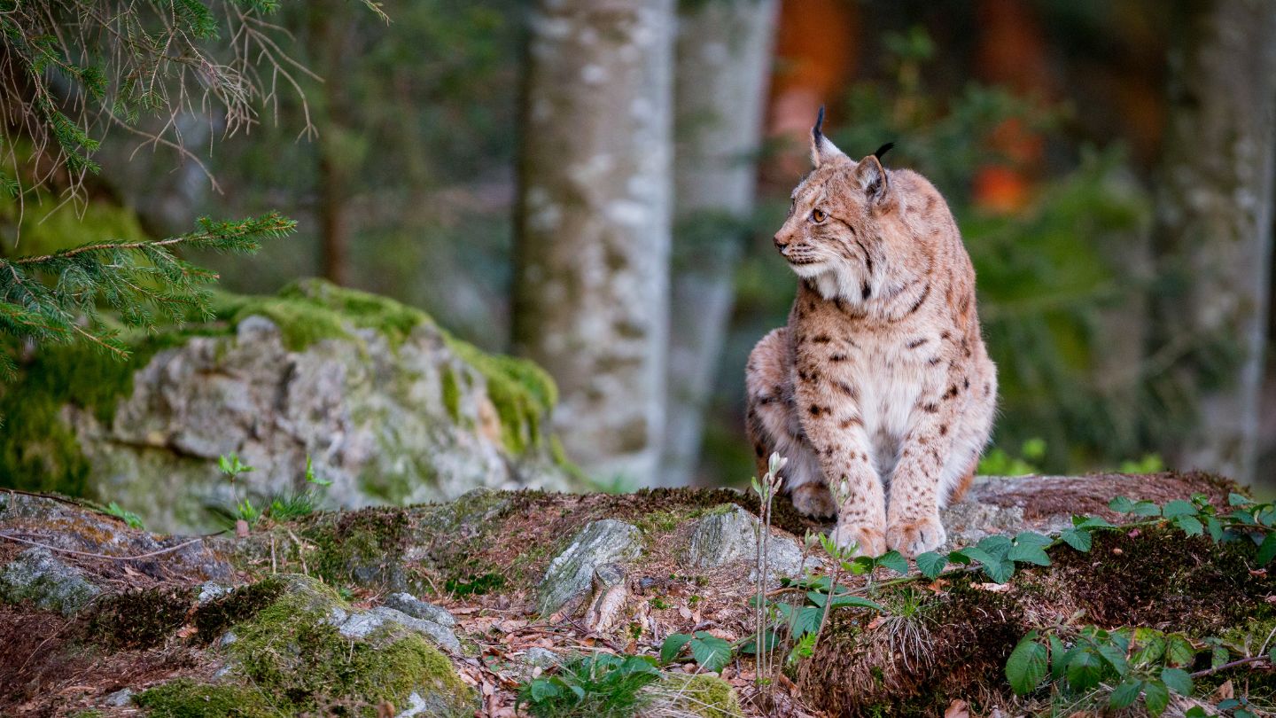 What are the differences between the eurasian lynx and the iberian lynx and which one is more endangered