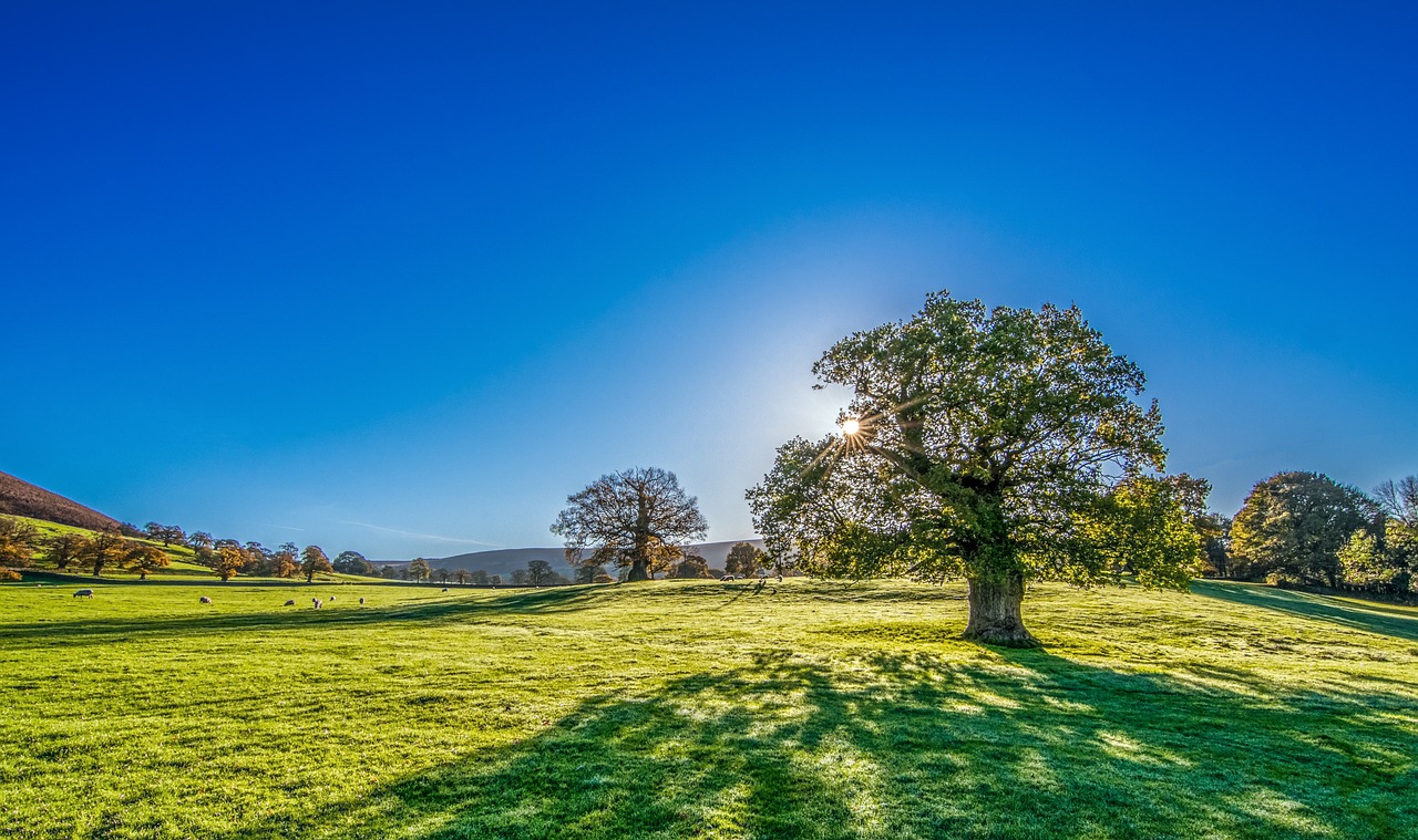 The Divine Morning